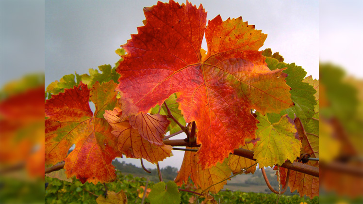 Vitis Vinifera Grape Leaves